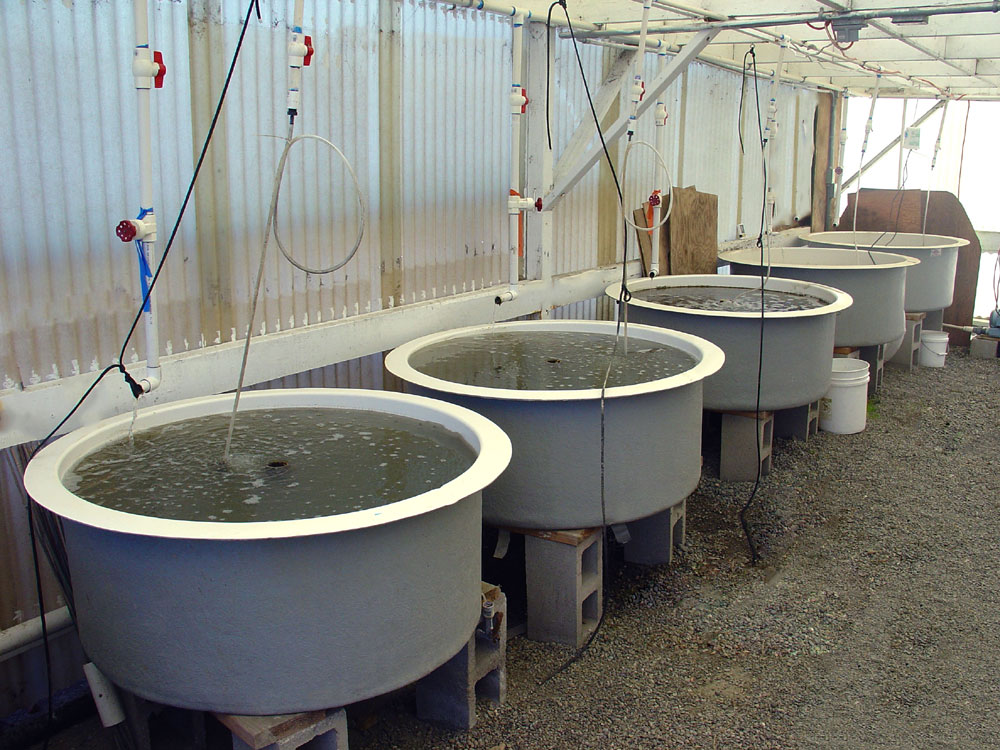 homemade aquaculture tanks