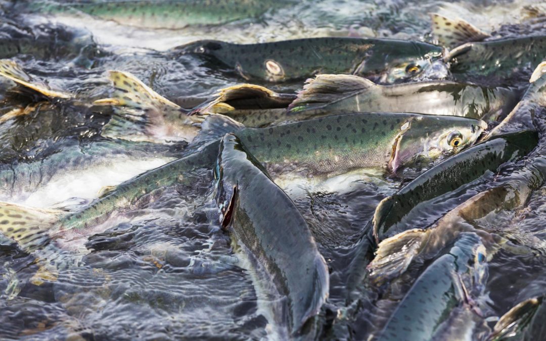 Aquaculture Tanks: The Future of Sustainable Fish Farming