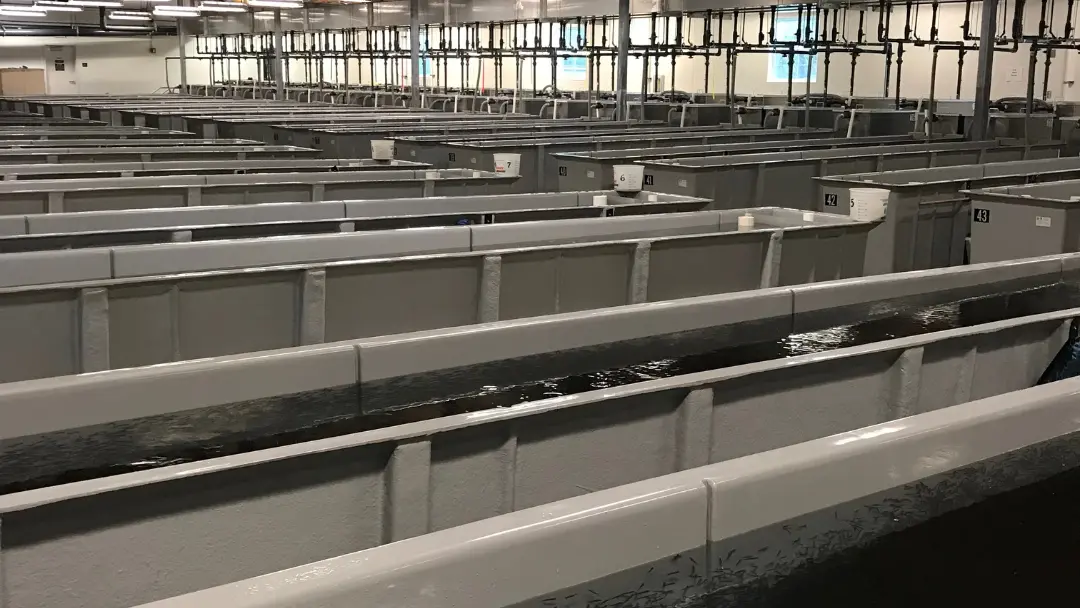 Evaluating the Lifespan of Fiberglass Tanks: What to Expect