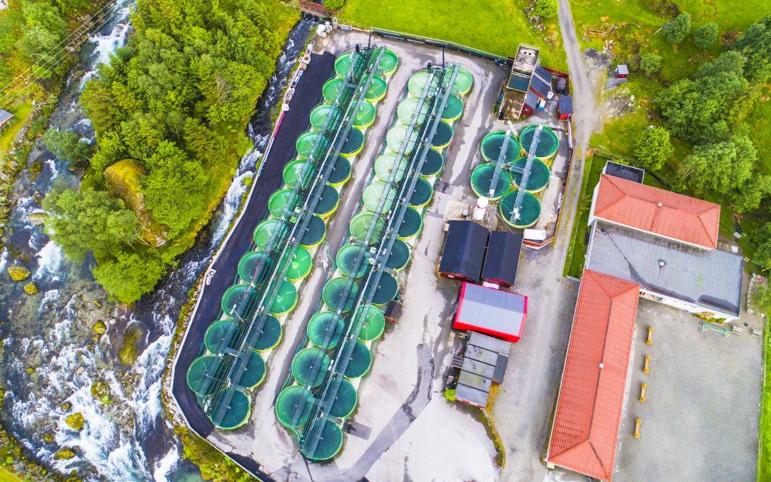 Maximizing Water Quality with Effective Aquaculture Filtration